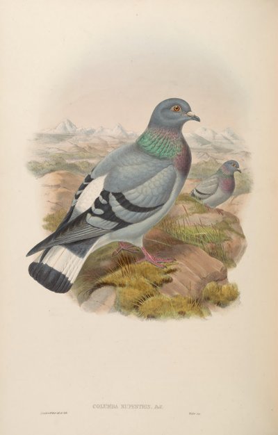 Columba rupestris von John Gould